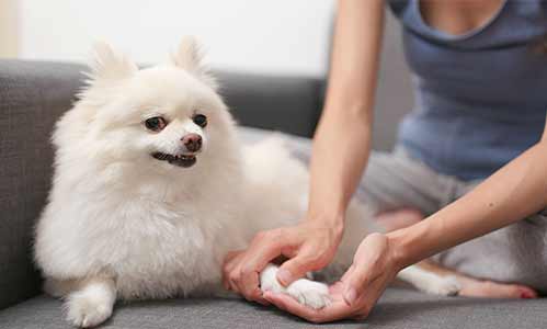 Animal Energy Healing Therapy Online Training Course