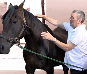 How animal energy healing helped to heal a horse’s injured fetlock