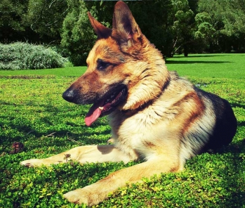 The strangest habit I have ever witnessed from a German shepherds