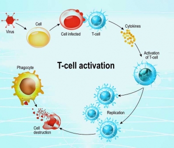 How sound vibrations are used to help boost the immune system