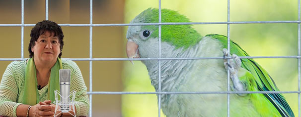 The Bird In The Cage - Narrated Guidance Healing Audio - Healing Courses Online
